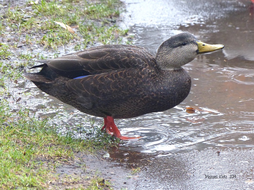 American Black Duck