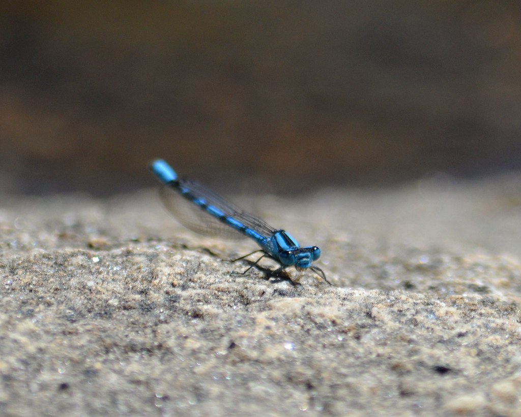 American Bluet Damselfly