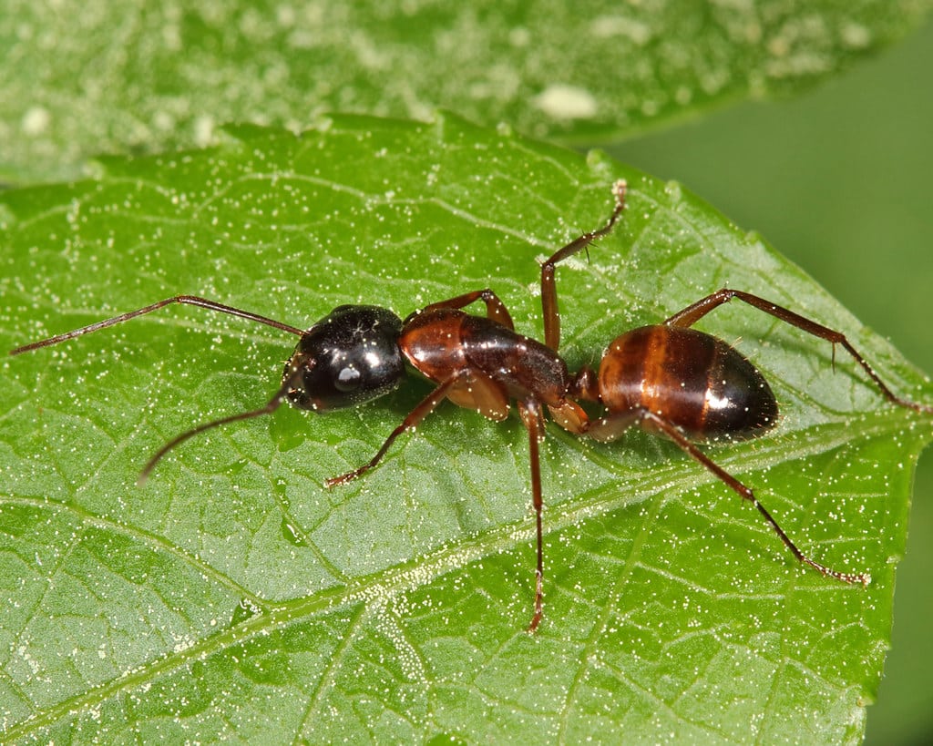 American Carpenters Ant