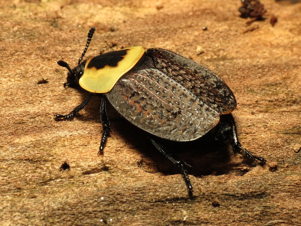 American Carrion Beetle