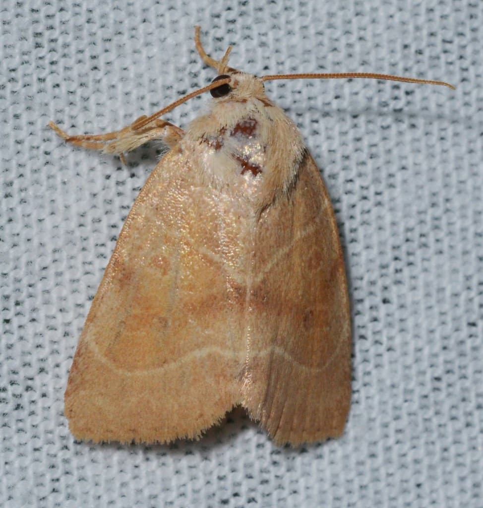 American Dun-bar Moth
