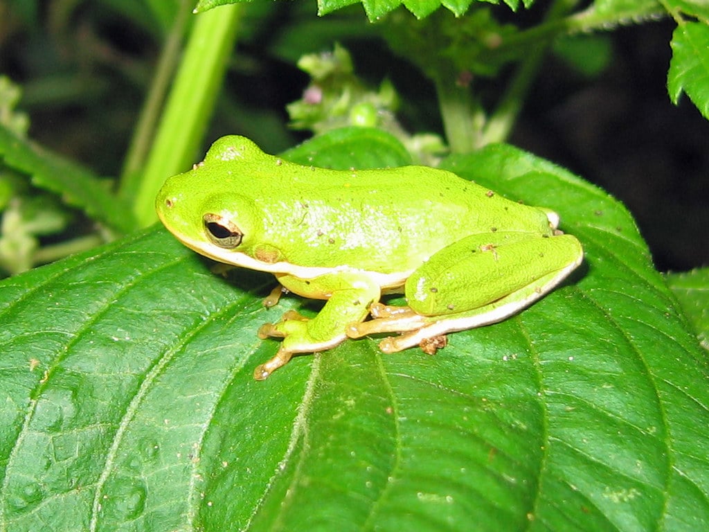 American Green Tree Frog