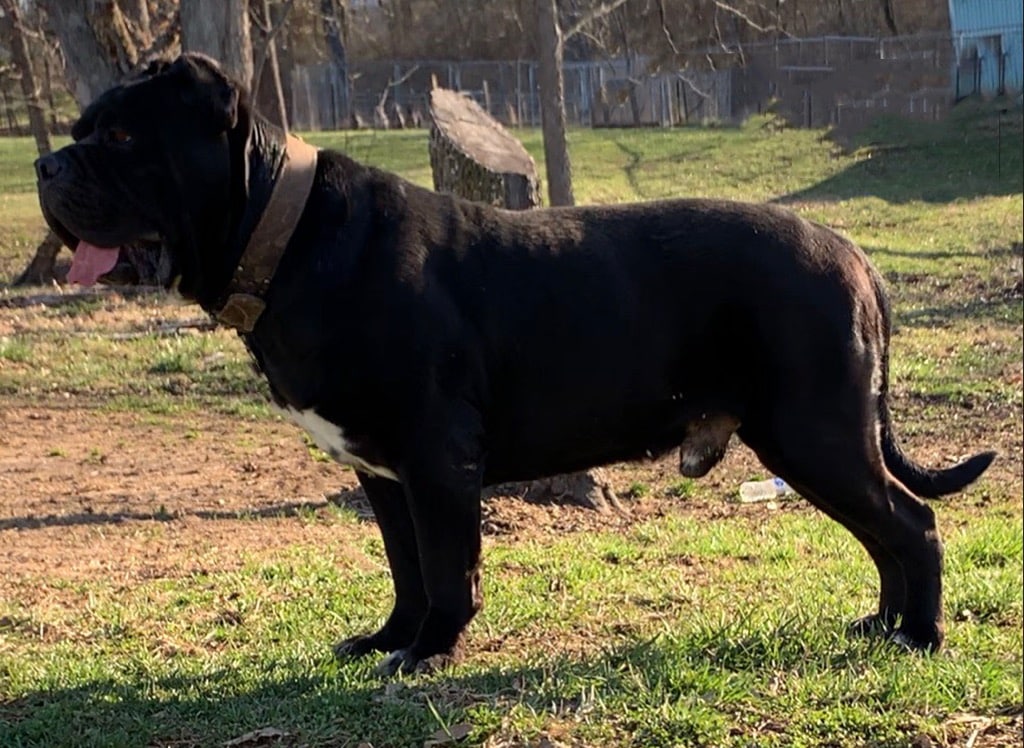 American Mastiff