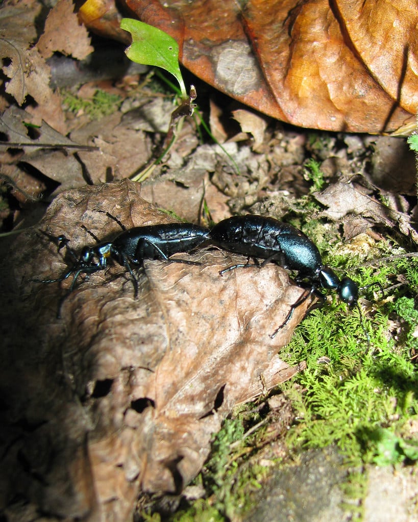 American Oil Beetle