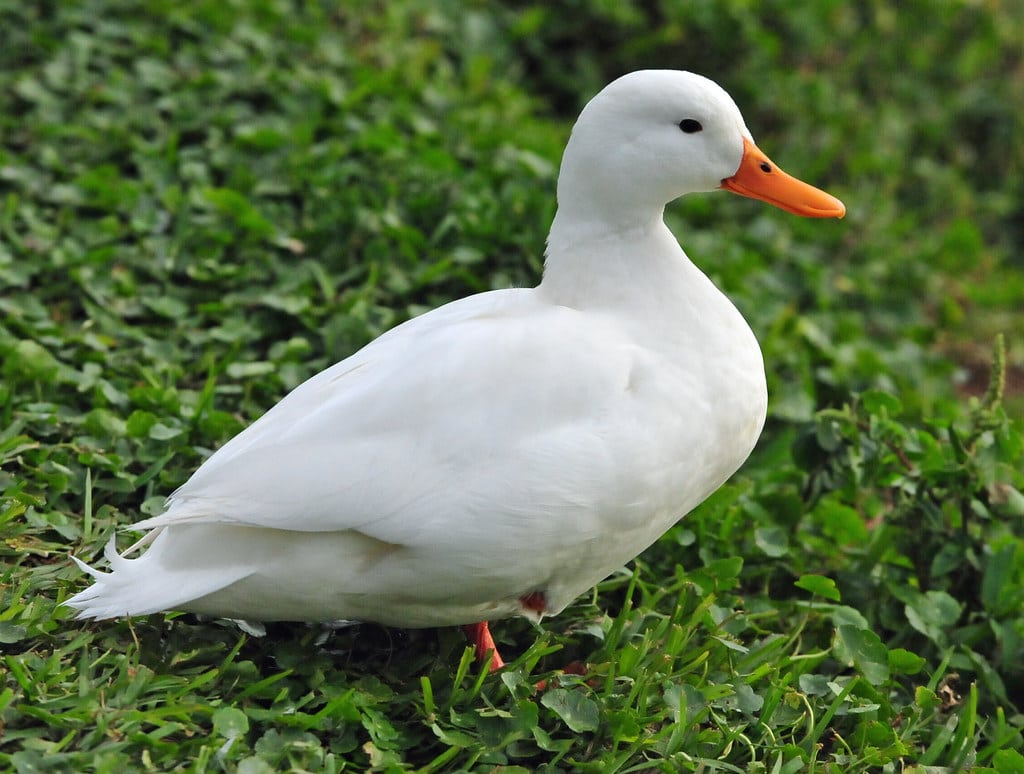 American Pekin - Different Types of Duck Breeds