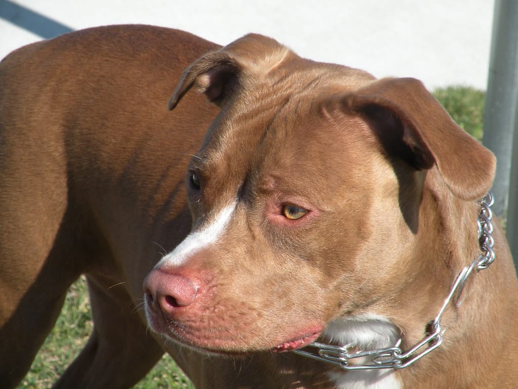 American Pitbull Terrier