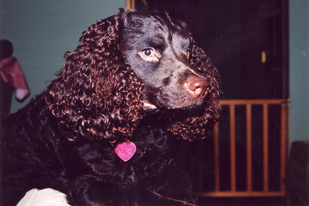 American Water Spaniel