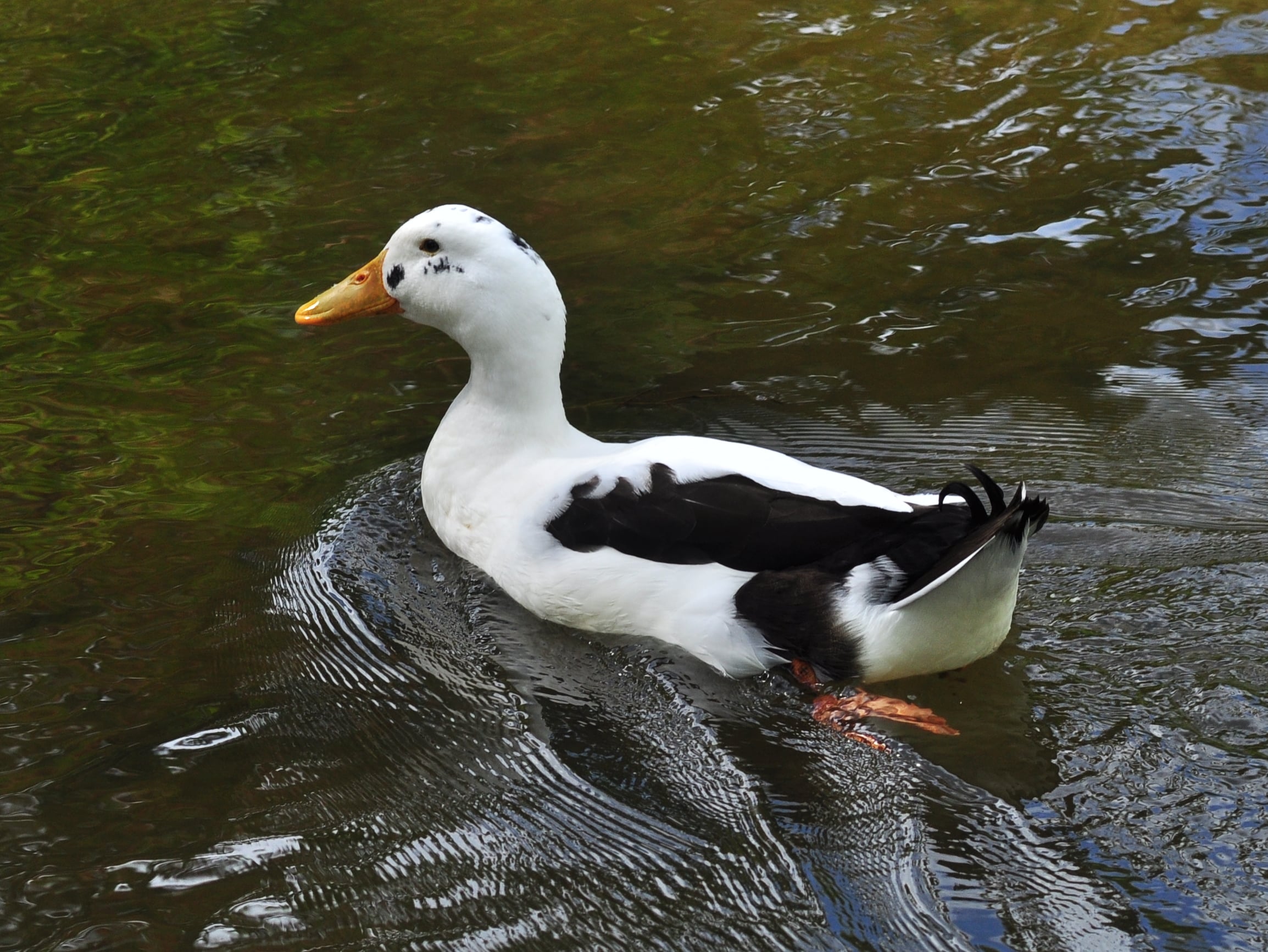 Ancona Duck