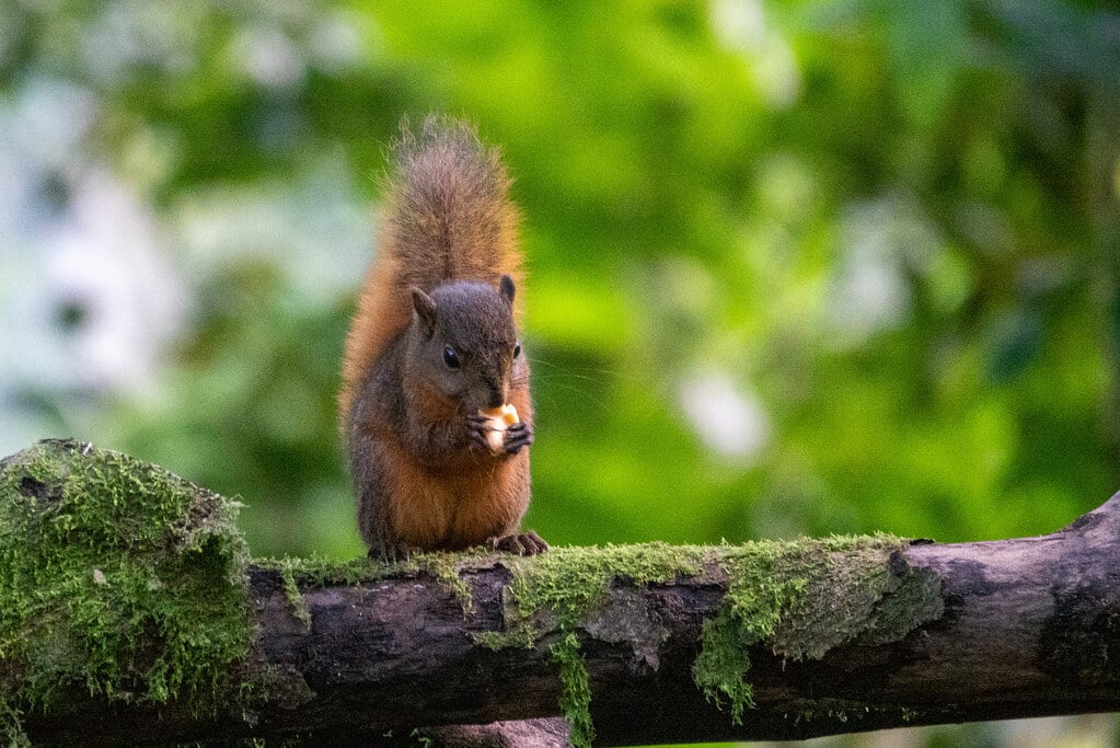 Andean Squirrel