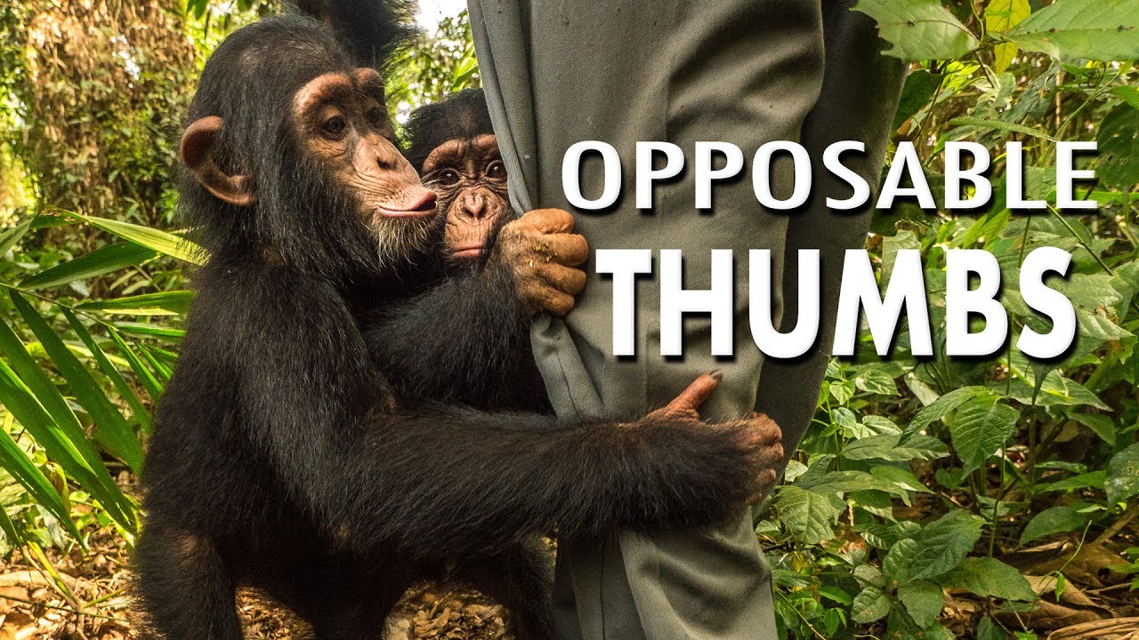 animals with opposable thumbs