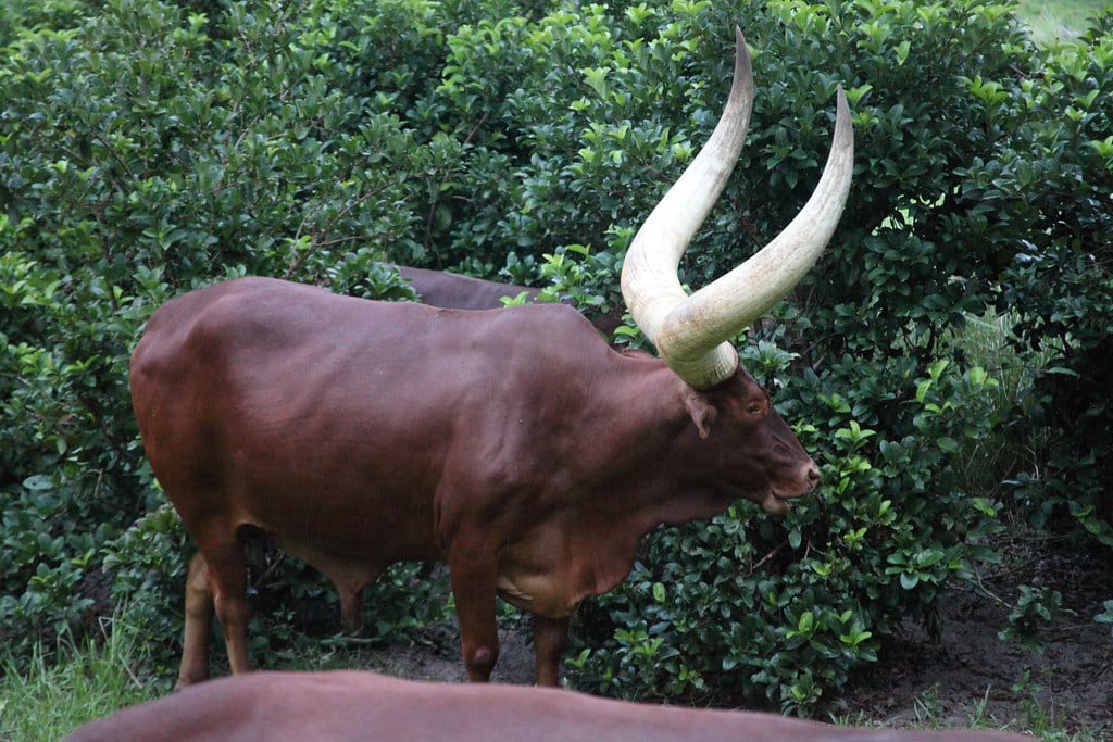 Ankole-Watusi 