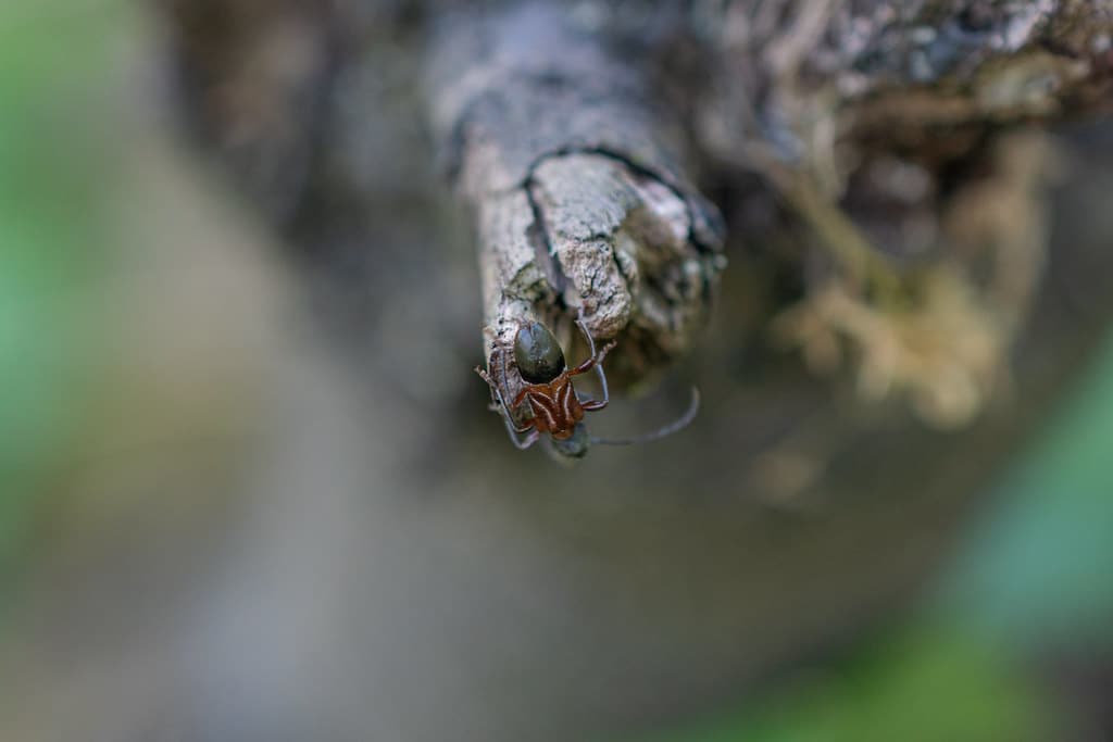 Ant-like Longhorn Beetle