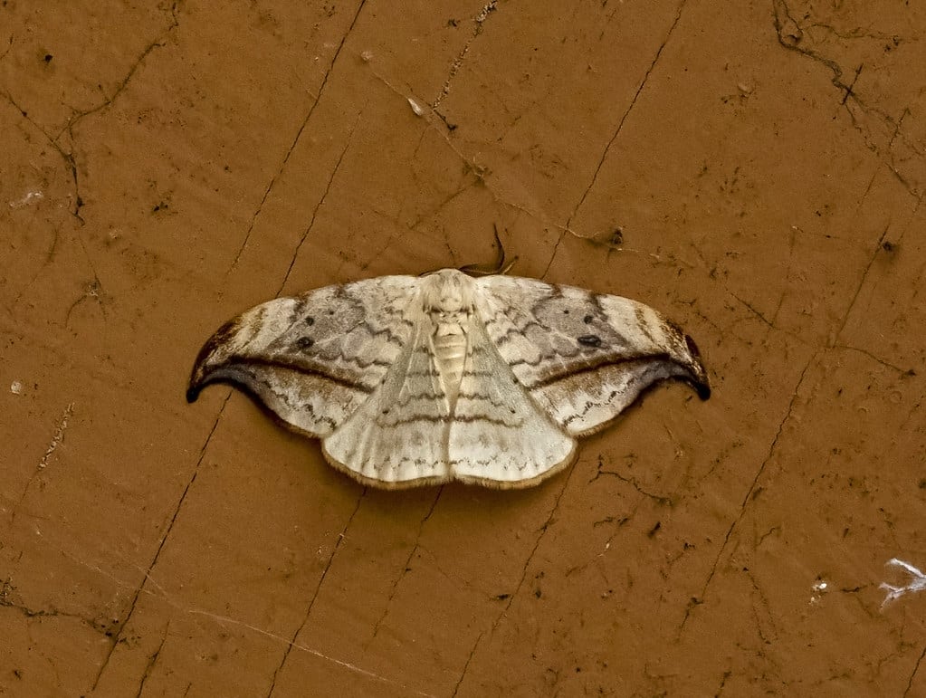 Arched Hooktip Moth