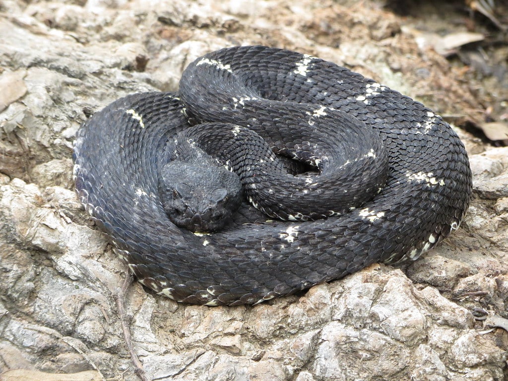 Arizona Black Rattlesnake - Types of Rattlesnakes in Arizona