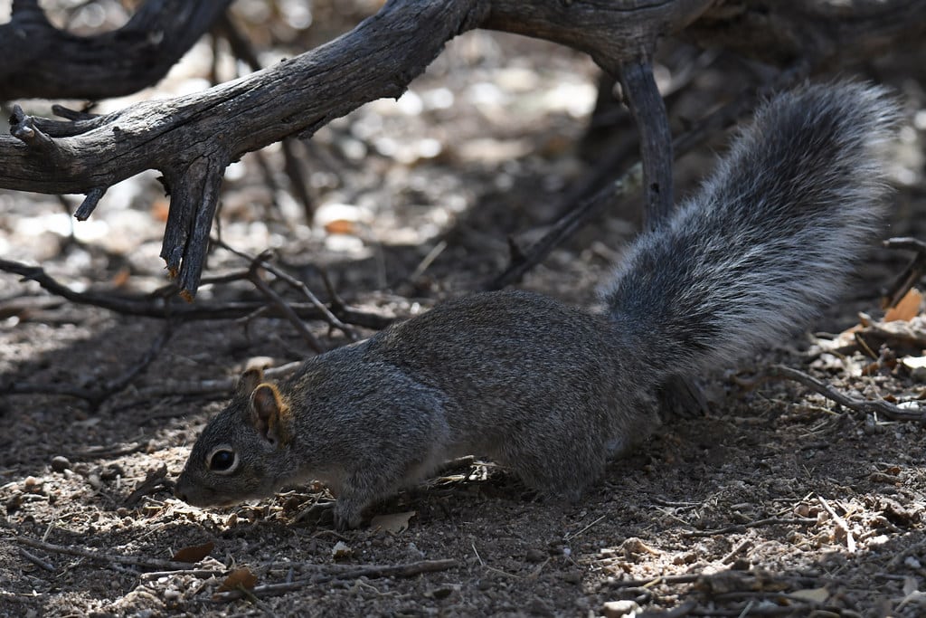 Arizona Gray Squirrel
