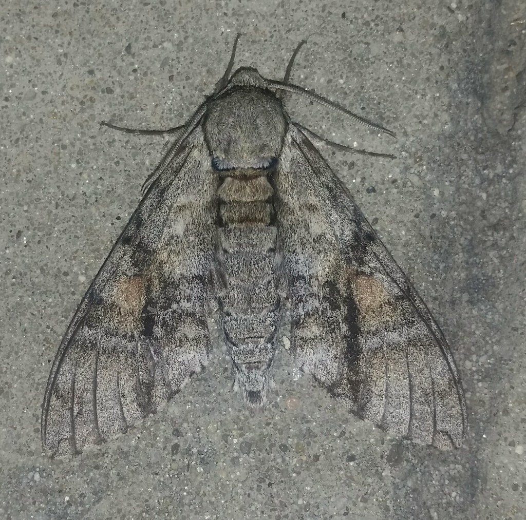 Ash Sphinx Moth