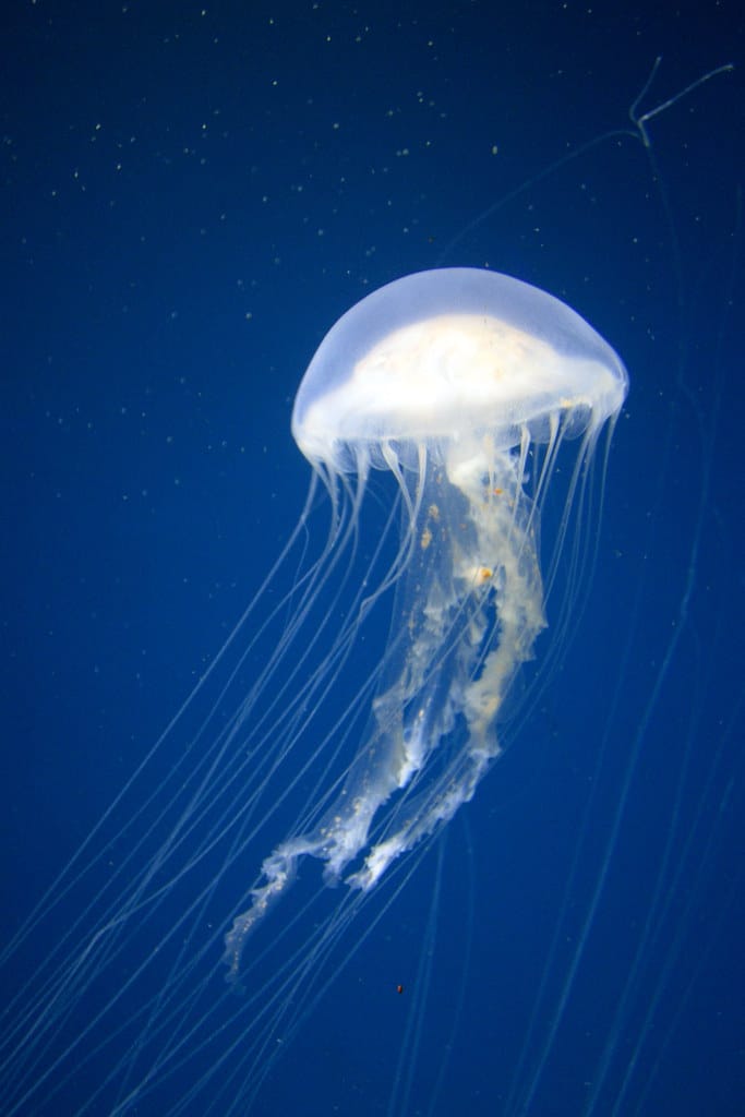 Atlantic Sea Nettle Jellyfish