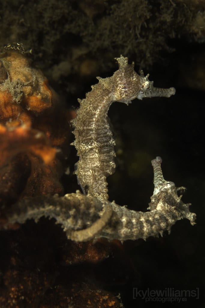 Australian Seahorses