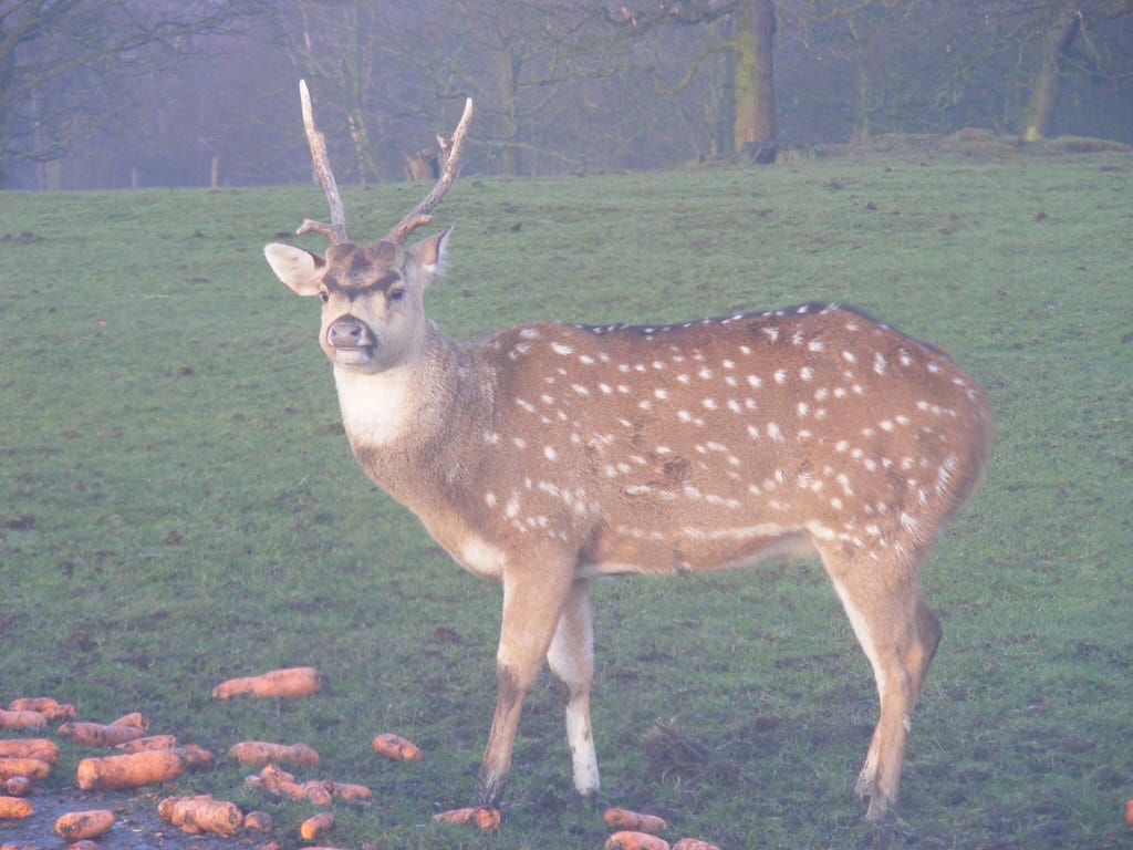 Axis Deer (Chital)