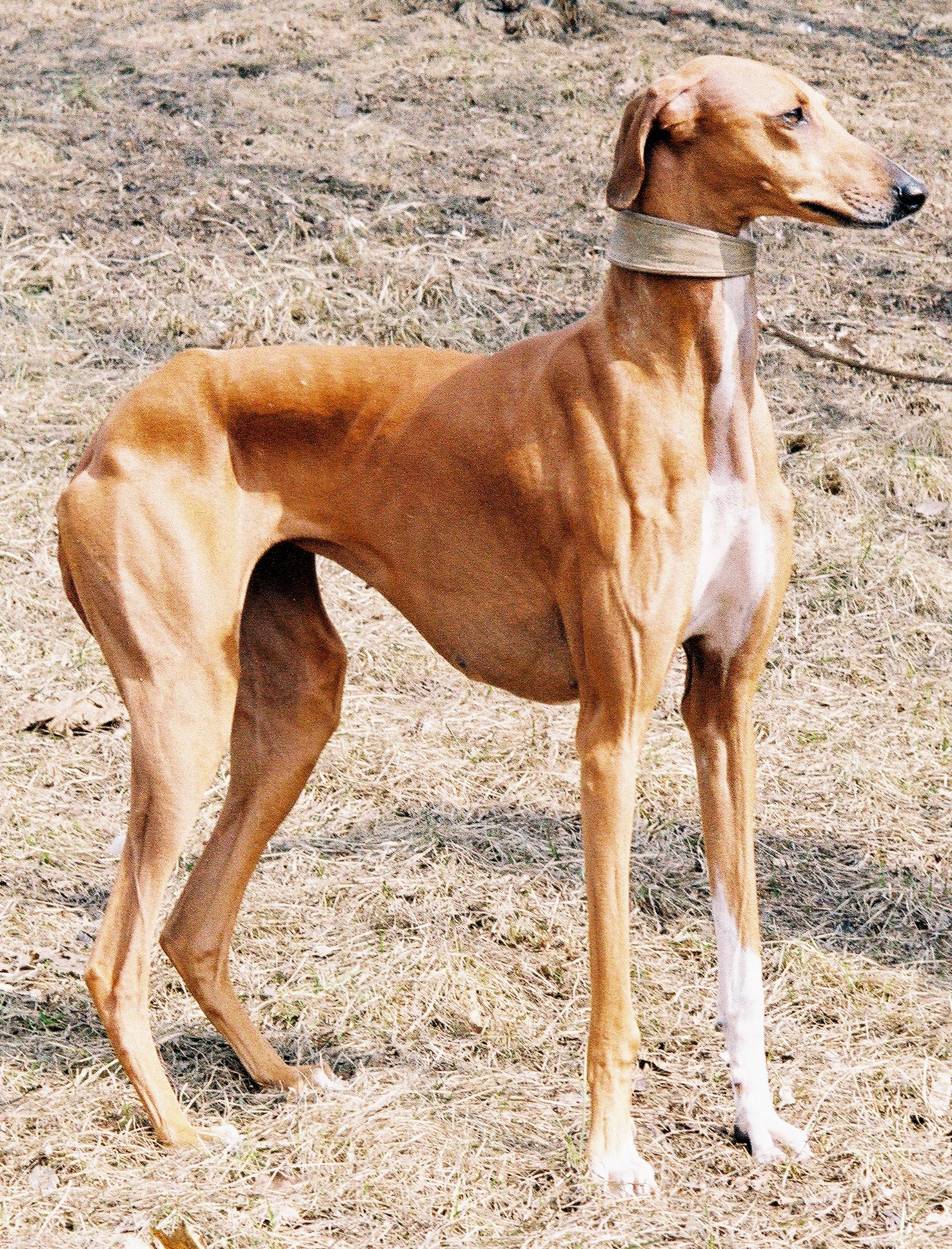 Azawakh - African Dog Breeds