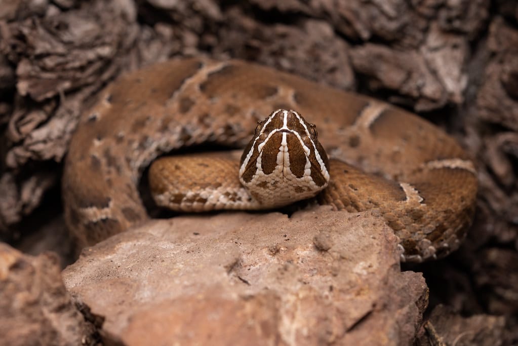 Arizona Ridge-Nosed Rattlesnake - Types of Rattlesnakes in Arizona
