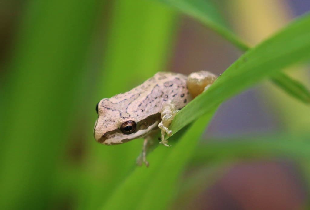 Baja California Treefrog