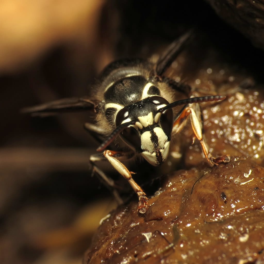 Bald-faced Hornet