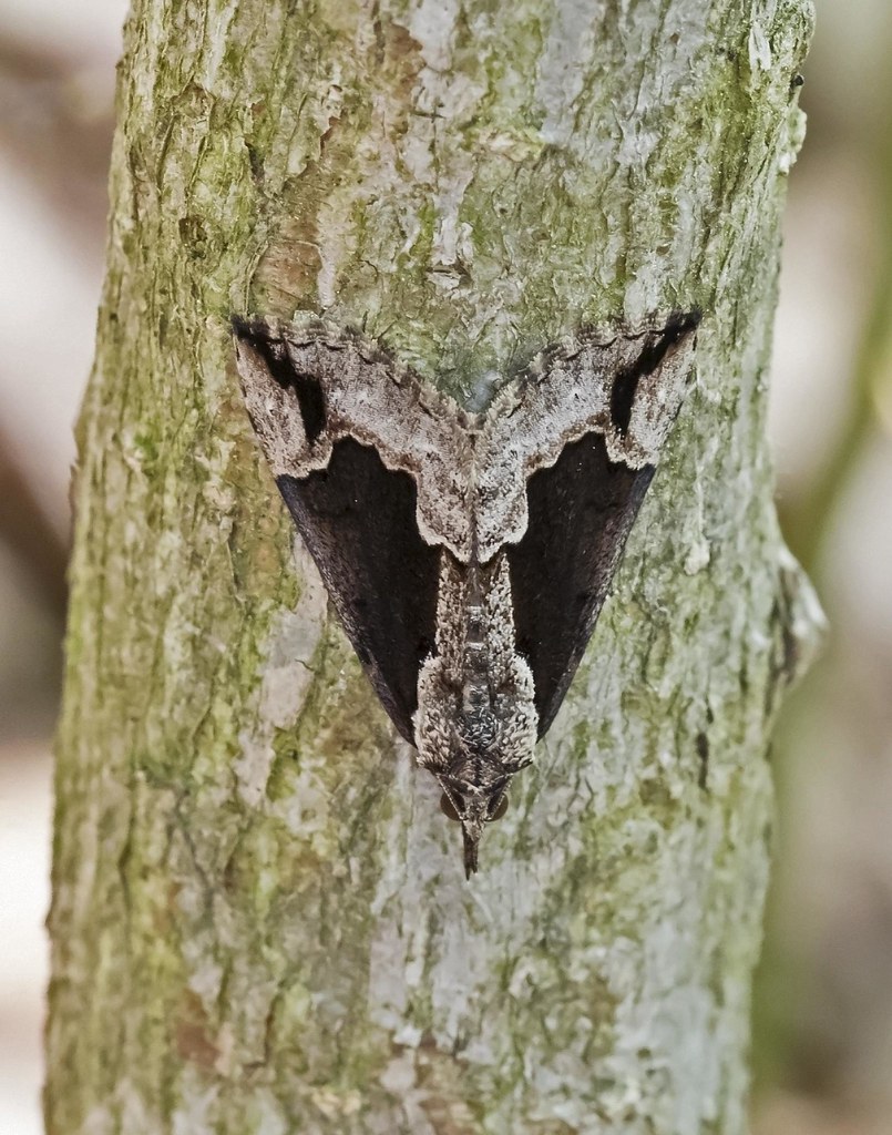 Baltimore Hypena Moth