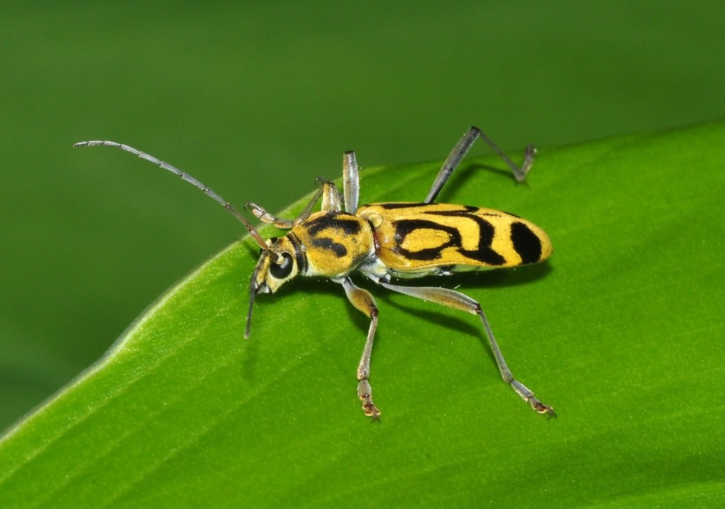Bamboo Borer