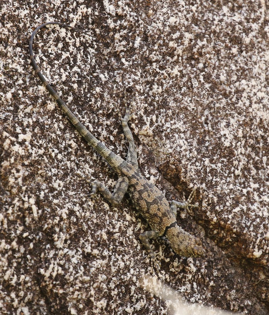 Banded Rock Lizard