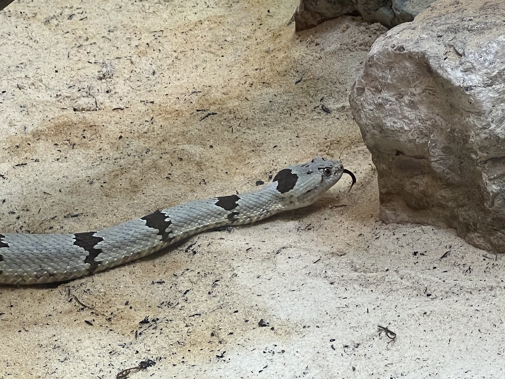 Banded Rock Rattlesnake