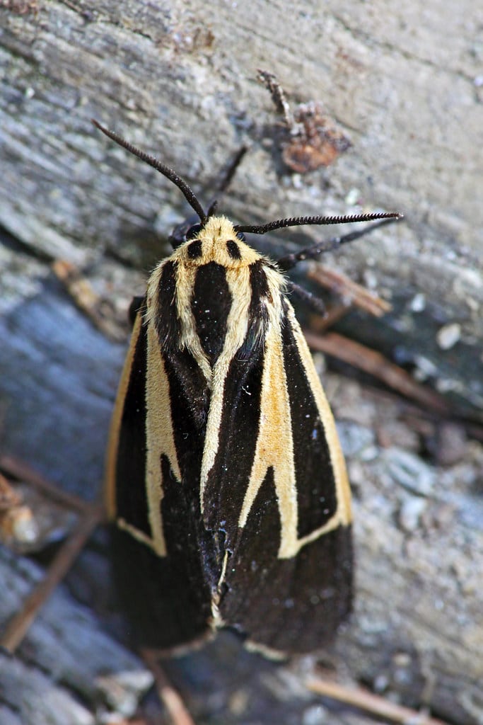 Banded Tiger Moth