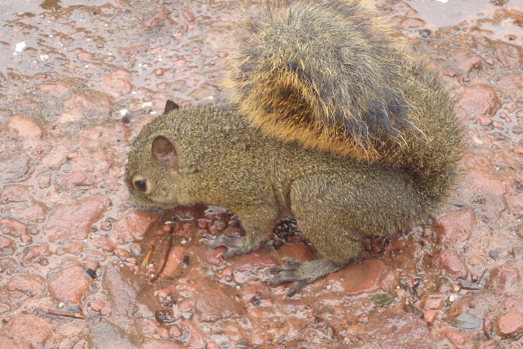 Bang's Mountain Squirrel