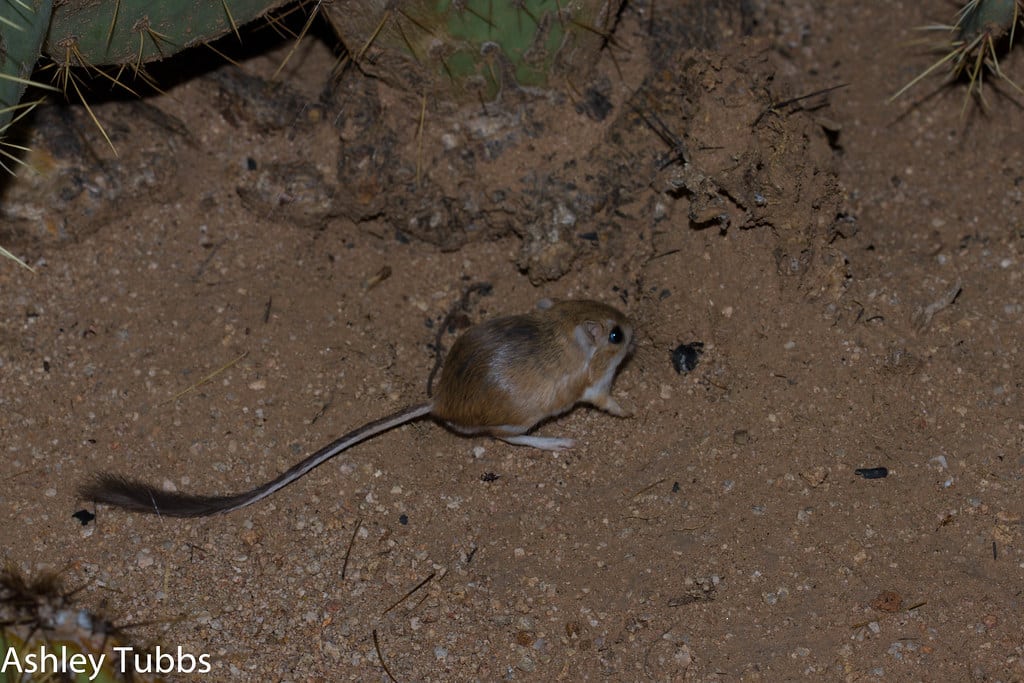Banner-tailed Kangaroo