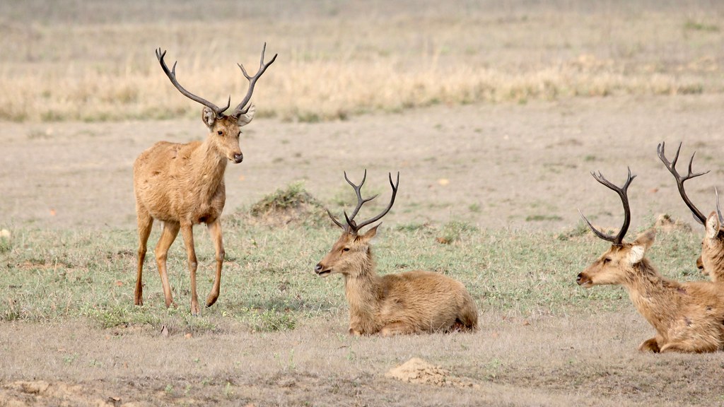 Barasingha