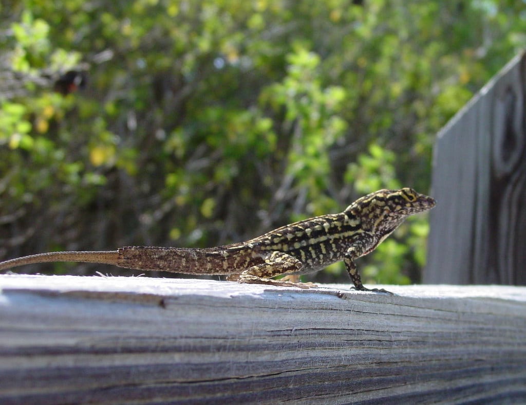 Bark Anole