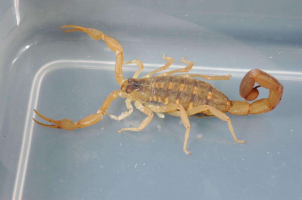 Bark Scorpion