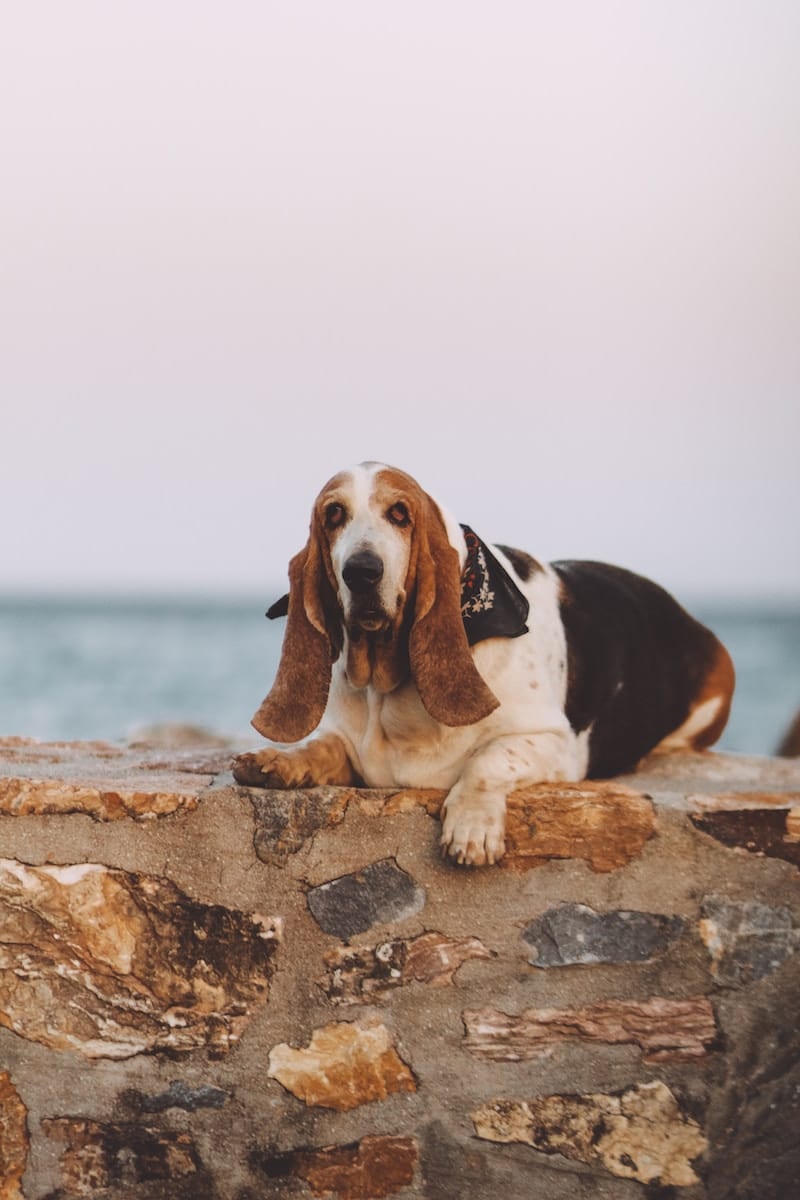 Basset Hound - French Dog Breeds