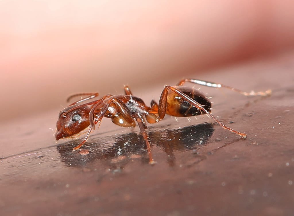 Bearded Carpenter Ant - types of ants in michigan