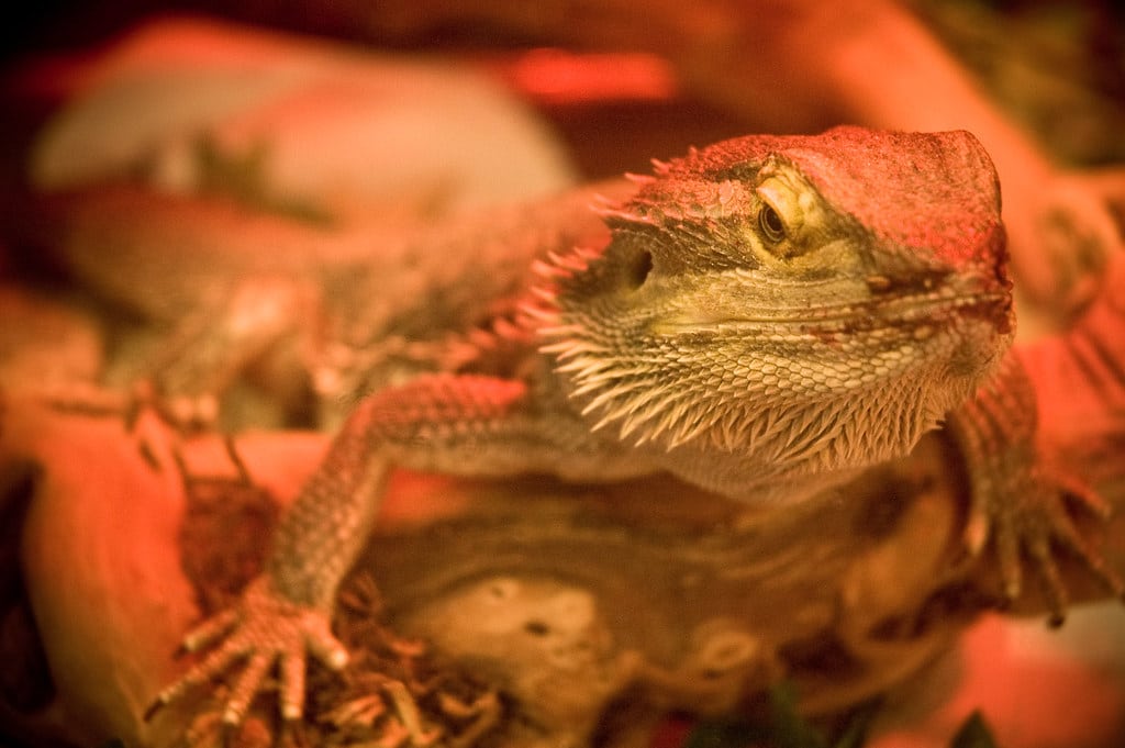 Bearded Dragon