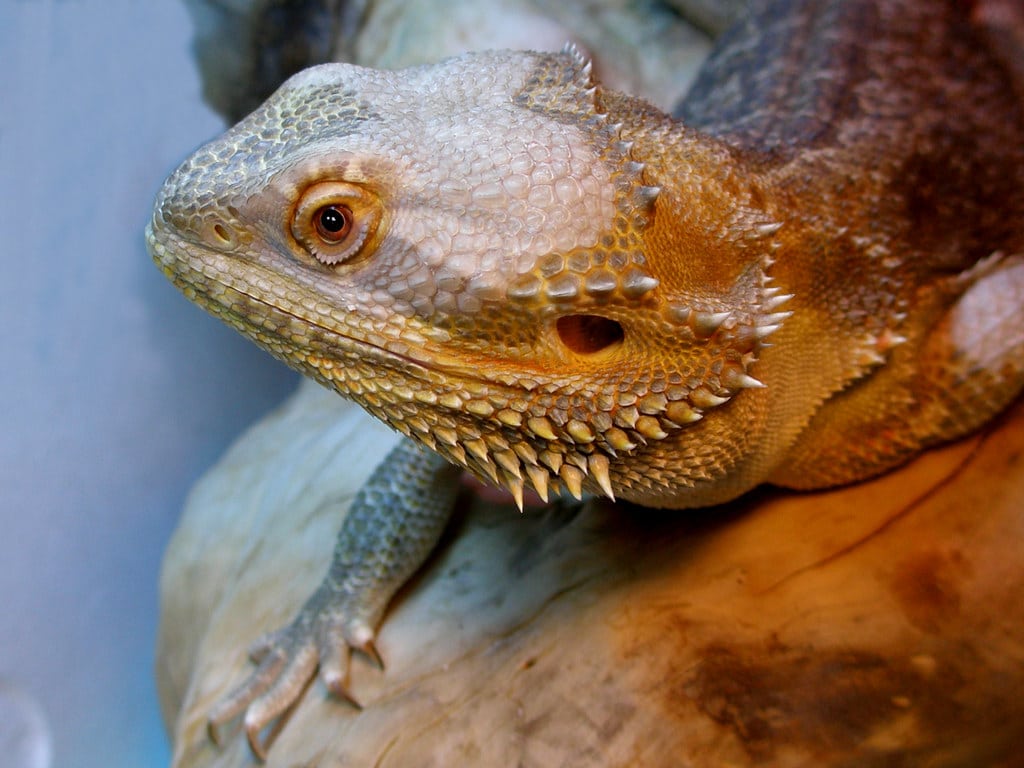 Bearded Dragons