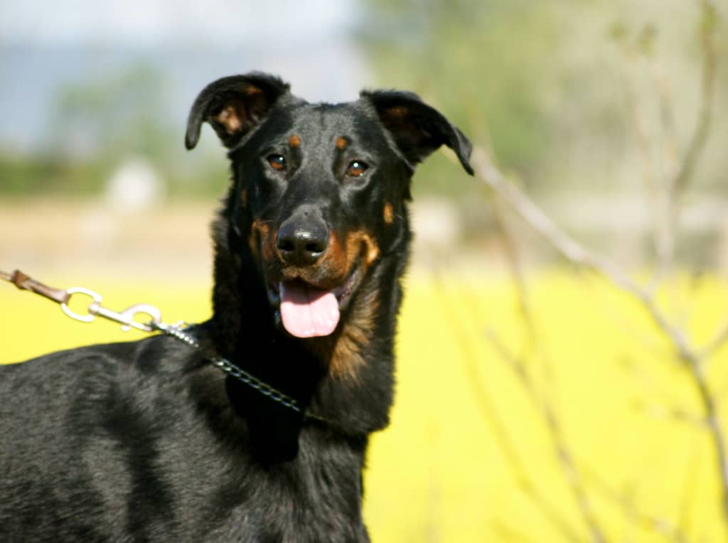 Beauceron