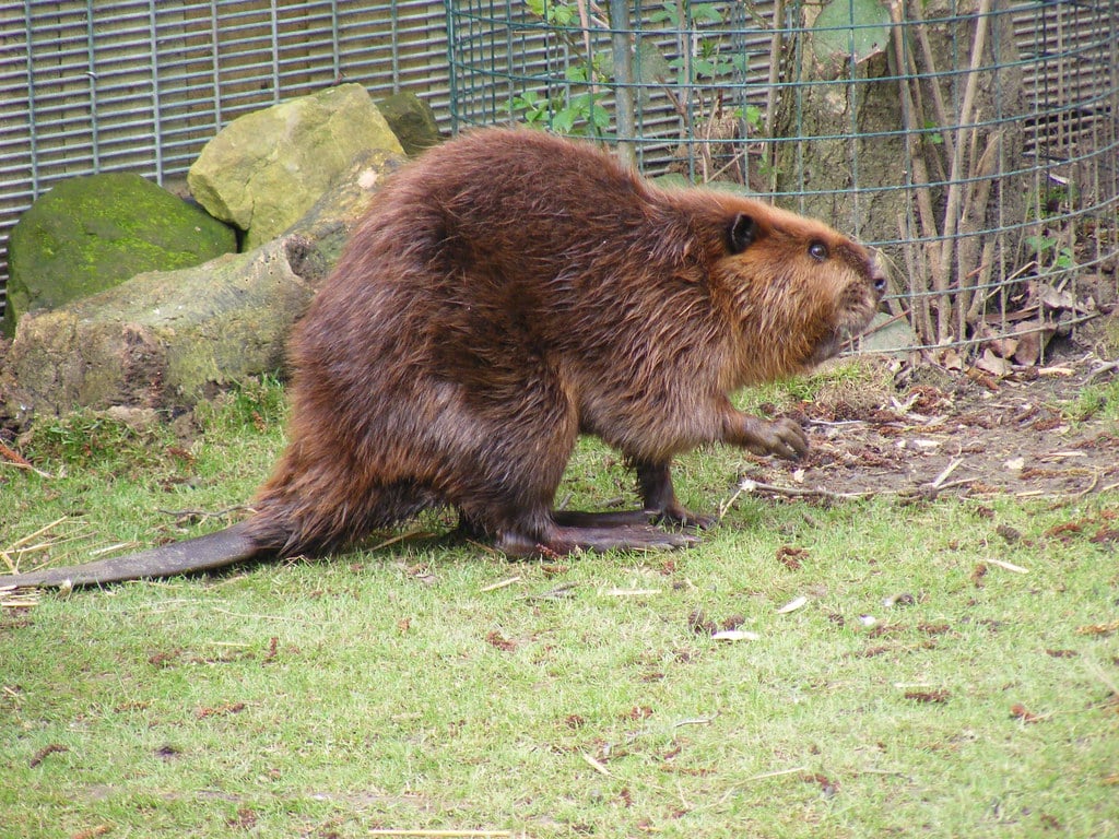 Beavers - Animals Most Faithful to Their Mates
