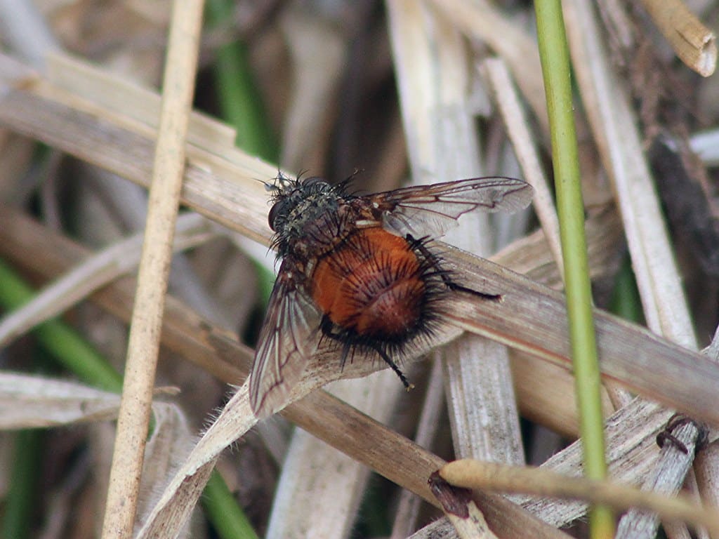 Bee-like Tachinid Fly