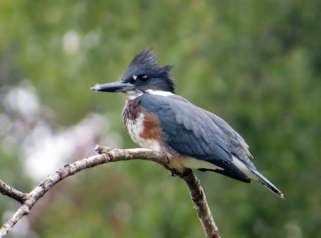Belted Kingfisher