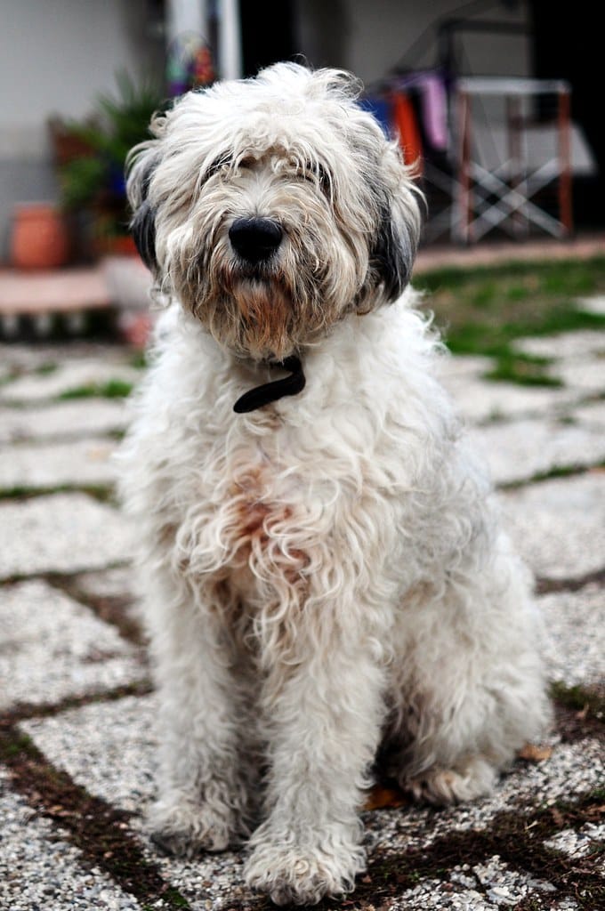 Bergamasco Sheepdog - Ugliest Dog Breeds