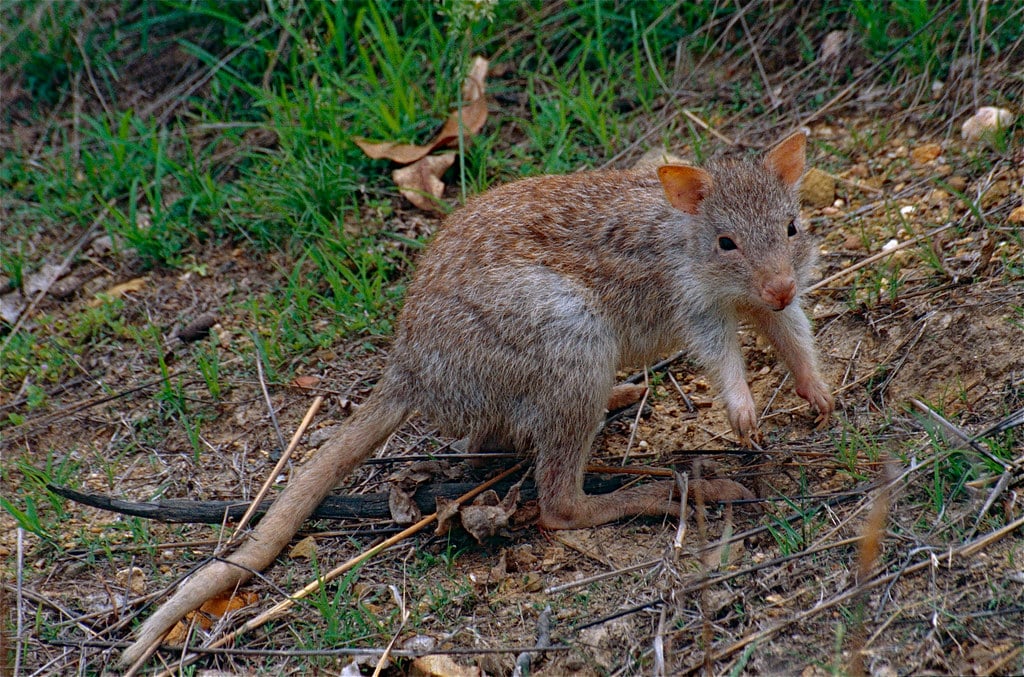 Bettong