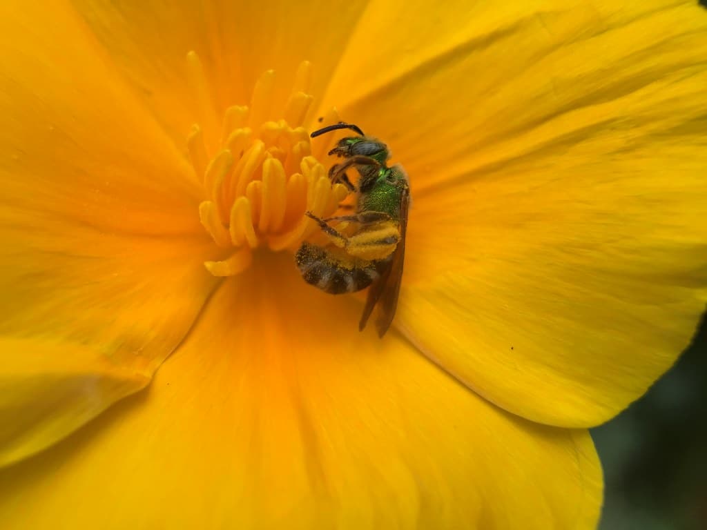 Bicolored Agapostemon Sweat Bee