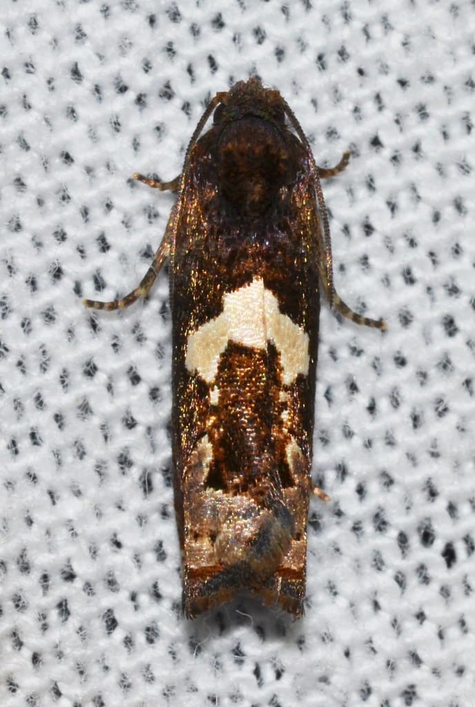 Bidens Borer Moth