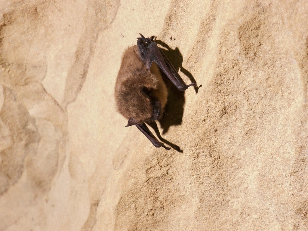 Big Brown Bat - Types Of Bats In Oregon